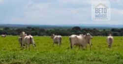 Fazenda para lavoura e pasto com toda infraestrutura 29.739 hectares | Bacia do Araguia – TO