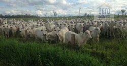 Fazenda Completíssima 149.166 hectares venda porteira fechada | Rondolândia/ MT