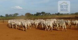 Fazenda Completíssima 149.166 hectares venda porteira fechada | Rondolândia/ MT