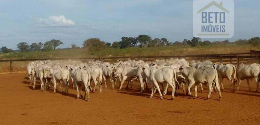 Fazenda Completíssima 149.166 hectares venda porteira fechada | Rondolândia/ MT