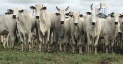 Fazenda Completíssima 149.166 hectares venda porteira fechada | Rondolândia/ MT