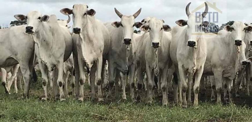 Fazenda Completíssima 149.166 hectares venda porteira fechada | Rondolândia/ MT