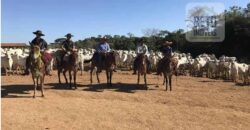 Fazenda Completíssima 149.166 hectares venda porteira fechada | Rondolândia/ MT