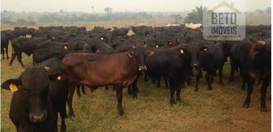 Fazenda Completíssima 149.166 hectares venda porteira fechada | Rondolândia/ MT