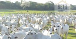 Fazenda Completíssima 149.166 hectares venda porteira fechada | Rondolândia/ MT