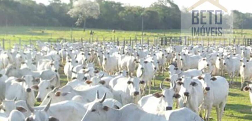 Fazenda Completíssima 149.166 hectares venda porteira fechada | Rondolândia/ MT