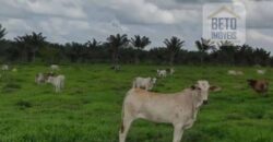 Fazenda Completíssima 149.166 hectares venda porteira fechada | Rondolândia/ MT