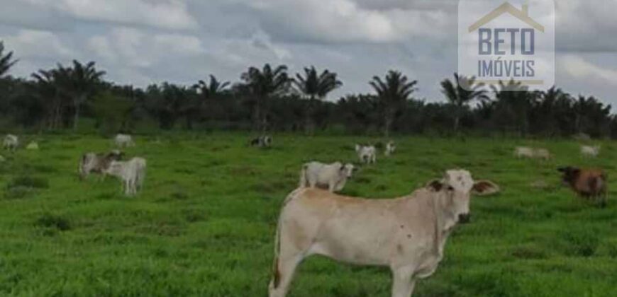 Fazenda Completíssima 149.166 hectares venda porteira fechada | Rondolândia/ MT