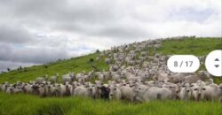 Fazenda Completíssima 149.166 hectares venda porteira fechada | Rondolândia/ MT