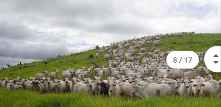 Fazenda Completíssima 149.166 hectares venda porteira fechada | Rondolândia/ MT