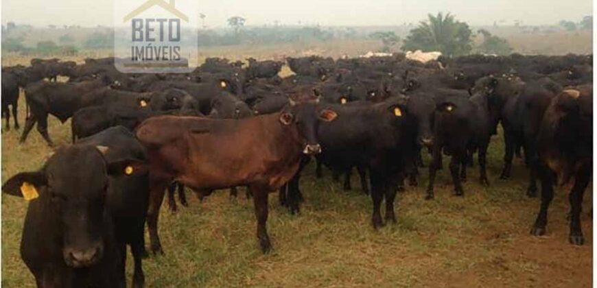 Fazenda Completíssima 149.166 hectares venda porteira fechada | Rondolândia/ MT