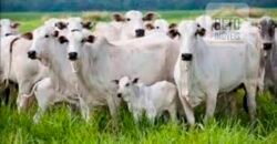 Fazenda Top Pecuária, Lavoura, Piscicultura e Frigorífico 60.288 ha | Muquém de São Francisco/ BA