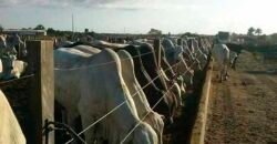 Fazenda Top Pecuária, Lavoura, Piscicultura e Frigorífico 60.288 ha | Muquém de São Francisco/ BA