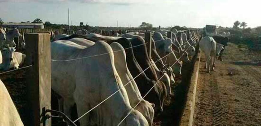 Fazenda Top Pecuária, Lavoura, Piscicultura e Frigorífico 60.288 ha | Muquém de São Francisco/ BA