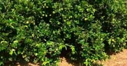 Fazenda Top Pecuária, Lavoura, Piscicultura e Frigorífico 60.288 ha | Muquém de São Francisco/ BA