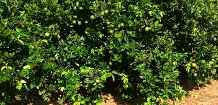Fazenda Top Pecuária, Lavoura, Piscicultura e Frigorífico 60.288 ha | Muquém de São Francisco/ BA