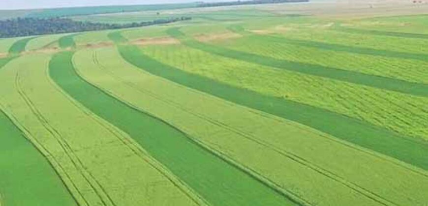 Fazenda Dupla Aptidão Lavoura e Pasto toda estruturada c pista de pouso e hangar | Paranatinga/ MT