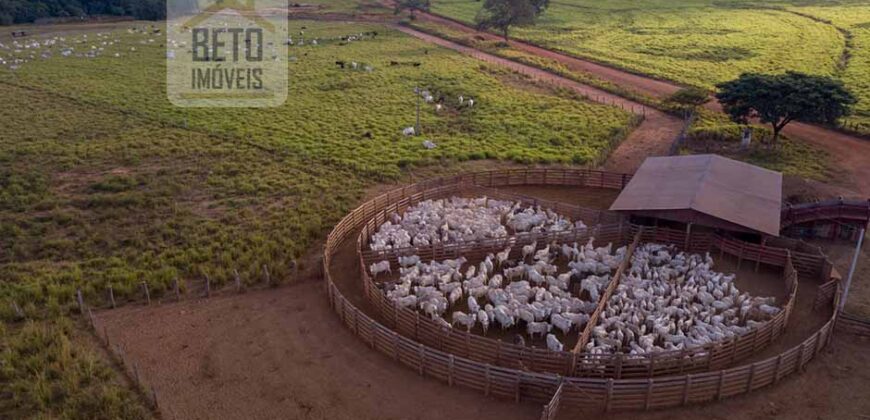 Fazenda Dupla Aptidão Lavoura e Pasto com 18.800 hectares | Zona Rural de Goiatins/ TO