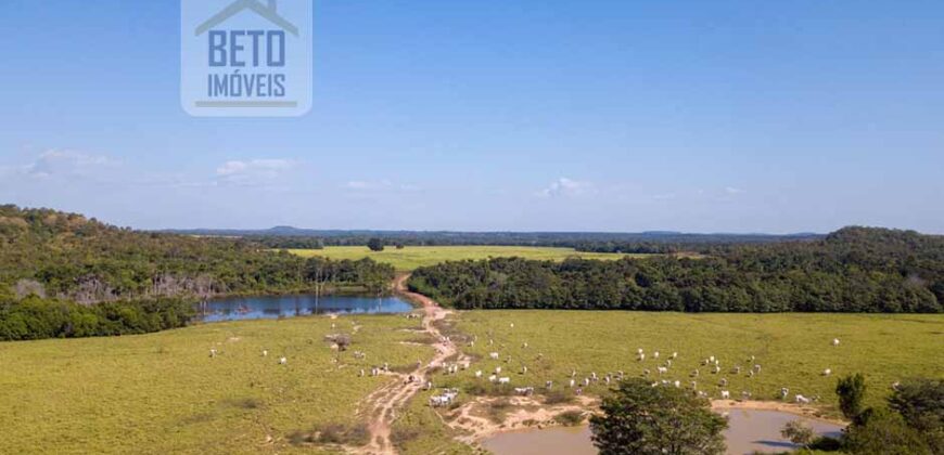 Fazenda Dupla Aptidão Lavoura e Pasto com 18.800 hectares | Zona Rural de Goiatins/ TO