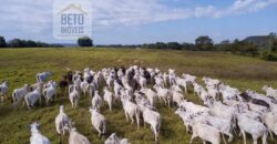 Fazenda Dupla Aptidão Lavoura e Pasto com 18.800 hectares | Zona Rural de Goiatins/ TO