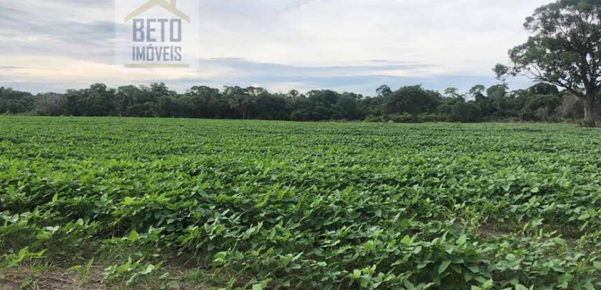 Oportunidade Única: Fazenda de 624 Alqueires Lavoura e Pasto | Cristalândia/ TO