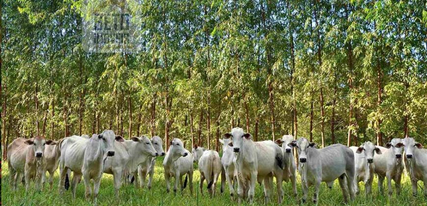 Fazenda Dupla Aptidão com represa, nascentes e 8 mil cabeças de gado | Uruará/ PA