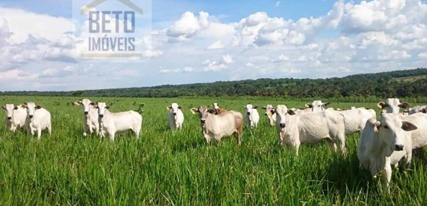 Fazenda Dupla Aptidão com represa, nascentes e 8 mil cabeças de gado | Uruará/ PA