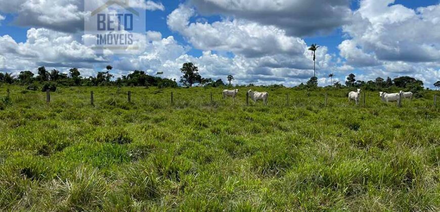 Fazenda Dupla Aptidão com represa, nascentes e 8 mil cabeças de gado | Uruará/ PA