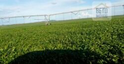Excelente fazenda para lavoura e pasto com 500 alqueires Toda plana | Peixe/ TO