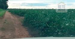 Excelente fazenda para lavoura e pasto com 500 alqueires Toda plana | Peixe/ TO