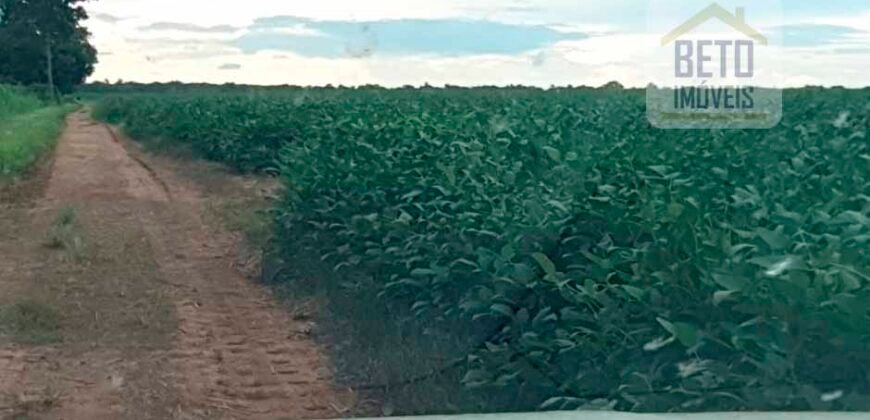 Excelente fazenda para lavoura e pasto com 500 alqueires Toda plana | Peixe/ TO
