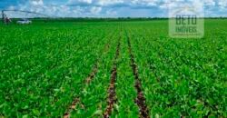 Excelente fazenda para lavoura e pasto com 500 alqueires Toda plana | Peixe/ TO