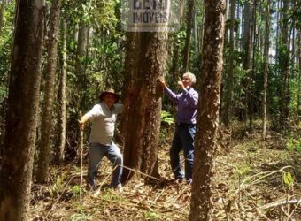 Fazenda de Eucalipto 980 hectares, estrutura para pecuária e 18 nascentes | São Sebastião/ SP