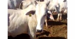 Excelente Fazenda de pecuária com aptidão pra agricultura | Região de barra do Garça/ MT