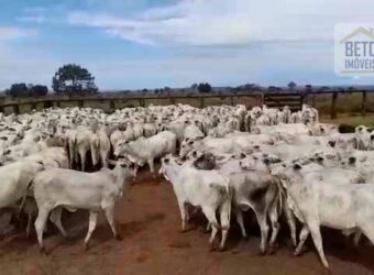 Fazenda à Venda com Estrutura Completa p/ Pecuária 4 mil hectares | Região de Barra do Garça/ MT